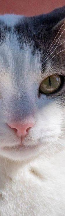 Monchi – Europäisch Kurzhaar, Männchen, 1 Jahr 6 Monate, 65520 Bad Camberg – Foto 9