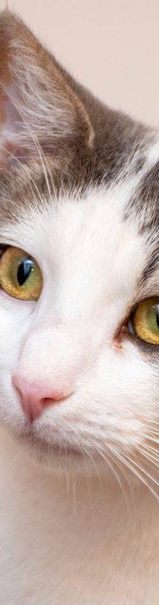 Monchi – Europäisch Kurzhaar, Männchen, 1 Jahr 6 Monate, 65520 Bad Camberg – Foto 10