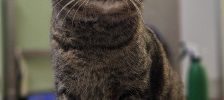 Sumi – Europäisch Kurzhaar, Weibchen, 2 Jahre, 97525 Schwebheim – Foto 2