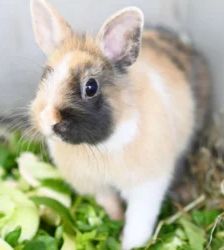 Basti – Zwergwidder, Männchen, 9 Monate, 13057 Berlin – Foto 2