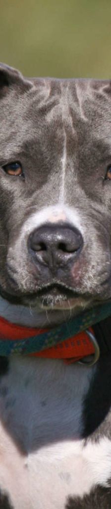 Frauke – Staffordshire Terrier Mix, Weibchen, 10 Jahre, 13057 Berlin – Foto 1