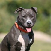 Frauke – Staffordshire Terrier Mix, Weibchen, 10 Jahre, 13057 Berlin – Foto 2