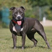 Frauke – Staffordshire Terrier Mix, Weibchen, 10 Jahre, 13057 Berlin – Foto 3