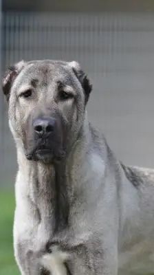 Spencer – Kangal, Männchen, 1 Jahr 11 Monate, 13057 Berlin – Foto 1