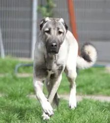 Spencer – Kangal, Männchen, 1 Jahr 11 Monate, 13057 Berlin – Foto 2