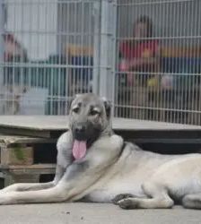 Spencer – Kangal, Männchen, 1 Jahr 11 Monate, 13057 Berlin – Foto 3