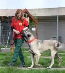 Spencer – Kangal, Männchen, 1 Jahr 11 Monate, 13057 Berlin – Foto 4