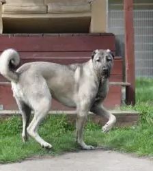 Spencer – Kangal, Männchen, 1 Jahr 11 Monate, 13057 Berlin – Foto 5