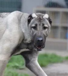 Spencer – Kangal, Männchen, 1 Jahr 11 Monate, 13057 Berlin – Foto 6