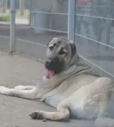 Spencer – Kangal, Männchen, 1 Jahr 11 Monate, 13057 Berlin – Foto 7