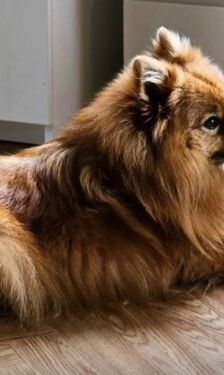 Simbo – Mittelspitz, Unbekannt, 7 Jahre, 32758 Detmold – Foto 1