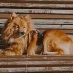Simbo – Mittelspitz, Unbekannt, 7 Jahre, 32758 Detmold – Foto 2