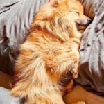 Simbo – Mittelspitz, Unbekannt, 7 Jahre, 32758 Detmold – Foto 3