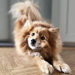 Simbo – Mittelspitz, Unbekannt, 7 Jahre, 32758 Detmold – Foto 4