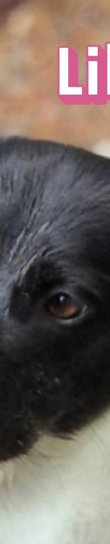 Lika – Laika-Mix, Weibchen, 1 Jahr 11 Monate, 91413 Unternesselbach – Foto 1