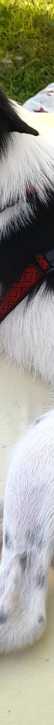 Lika – Laika-Mix, Weibchen, 1 Jahr 11 Monate, 91413 Unternesselbach – Foto 2