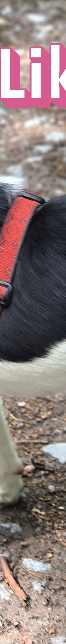 Lika – Laika-Mix, Weibchen, 1 Jahr 11 Monate, 91413 Unternesselbach – Foto 9