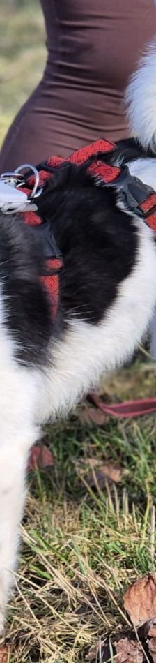 Lika – Laika-Mix, Weibchen, 1 Jahr 11 Monate, 91413 Unternesselbach – Foto 10