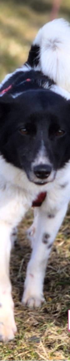 Lika – Laika-Mix, Weibchen, 1 Jahr 11 Monate, 91413 Unternesselbach – Foto 11