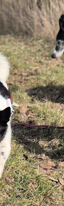 Lika – Laika-Mix, Weibchen, 1 Jahr 11 Monate, 91413 Unternesselbach – Foto 12