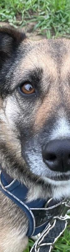 Lanka – Schäferhund-Mix, Weibchen, 4 Jahre 5 Monate, 69221 Dossenheim – Foto 1