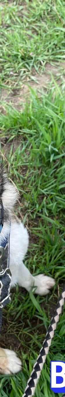Lanka – Schäferhund-Mix, Weibchen, 4 Jahre 5 Monate, 69221 Dossenheim – Foto 2