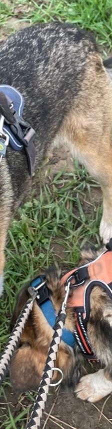 Lanka – Schäferhund-Mix, Weibchen, 4 Jahre 5 Monate, 69221 Dossenheim – Foto 3