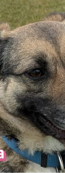 Lanka – Schäferhund-Mix, Weibchen, 4 Jahre 5 Monate, 69221 Dossenheim – Foto 4