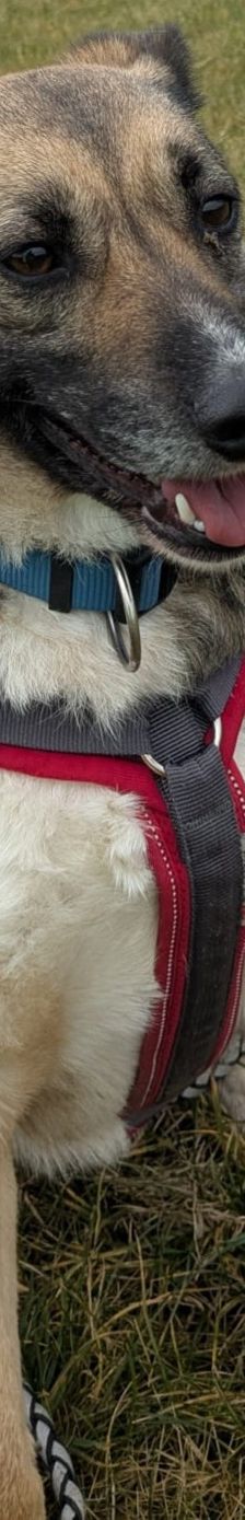 Lanka – Schäferhund-Mix, Weibchen, 4 Jahre 5 Monate, 69221 Dossenheim – Foto 5