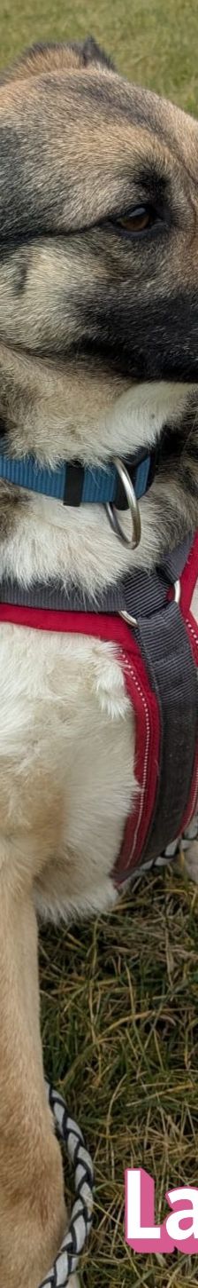Lanka – Schäferhund-Mix, Weibchen, 4 Jahre 5 Monate, 69221 Dossenheim – Foto 6