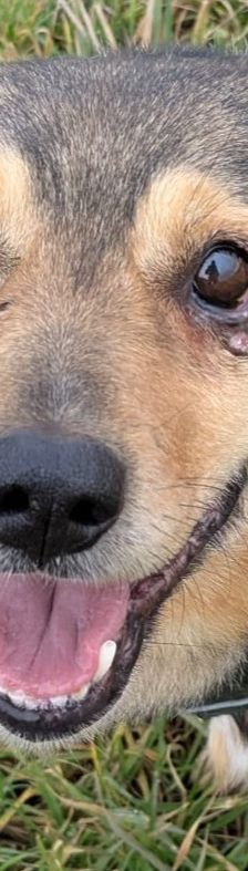 Benito – Schäferhund-Mix, Männchen, 7 Jahre 5 Monate, 69221 Dossenheim – Foto 1