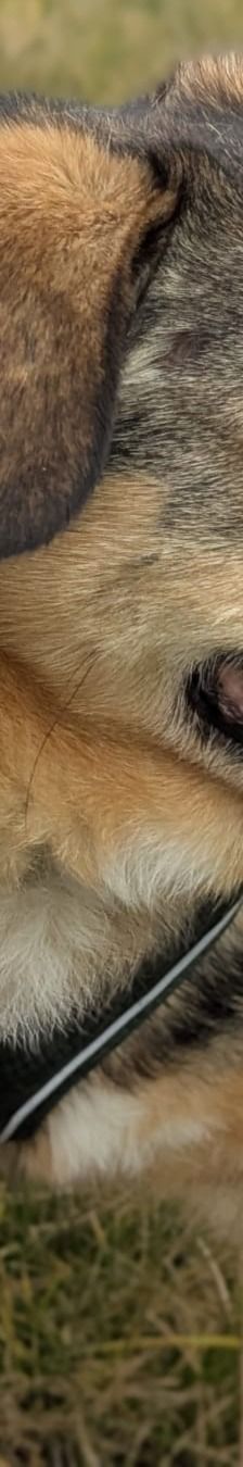 Benito – Schäferhund-Mix, Männchen, 7 Jahre 5 Monate, 69221 Dossenheim – Foto 2