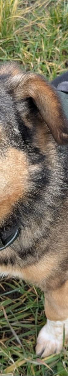 Benito – Schäferhund-Mix, Männchen, 7 Jahre 5 Monate, 69221 Dossenheim – Foto 3