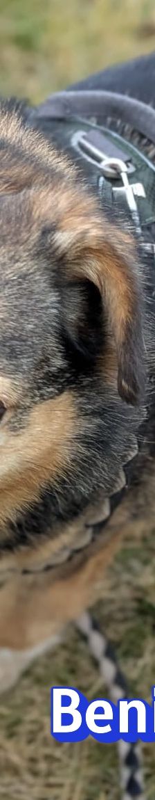 Benito – Schäferhund-Mix, Männchen, 7 Jahre 5 Monate, 69221 Dossenheim – Foto 4