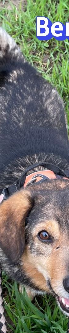 Benito – Schäferhund-Mix, Männchen, 7 Jahre 5 Monate, 69221 Dossenheim – Foto 6