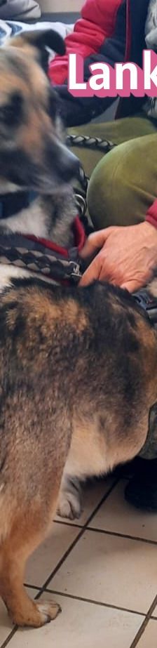 Benito – Schäferhund-Mix, Männchen, 7 Jahre 5 Monate, 69221 Dossenheim – Foto 7