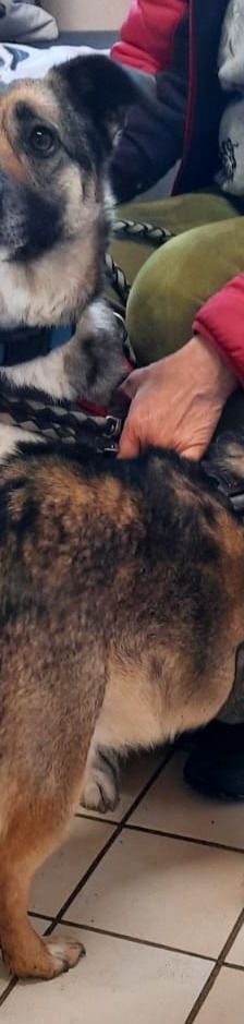 Benito – Schäferhund-Mix, Männchen, 7 Jahre 5 Monate, 69221 Dossenheim – Foto 8