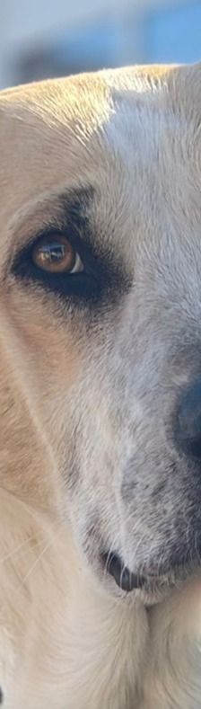 Oscar – Herdi-Mix, Männchen, 5 Jahre 6 Monate, 63110 Rodgau – Foto 1