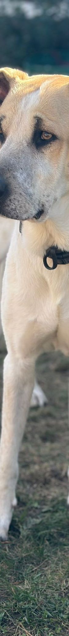 Oscar – Herdi-Mix, Männchen, 5 Jahre 6 Monate, 63110 Rodgau – Foto 3