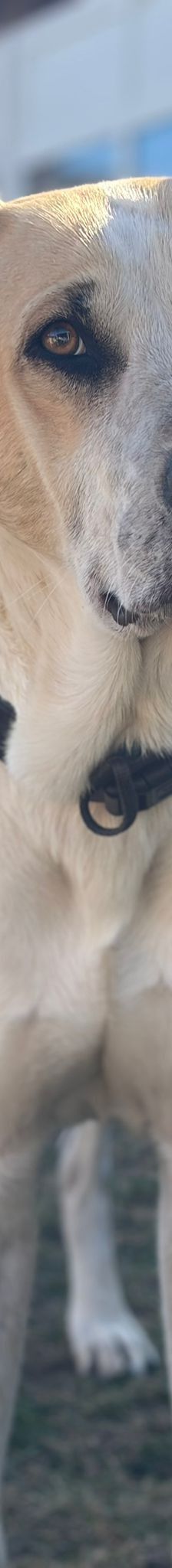 Oscar – Herdi-Mix, Männchen, 5 Jahre 6 Monate, 63110 Rodgau – Foto 4