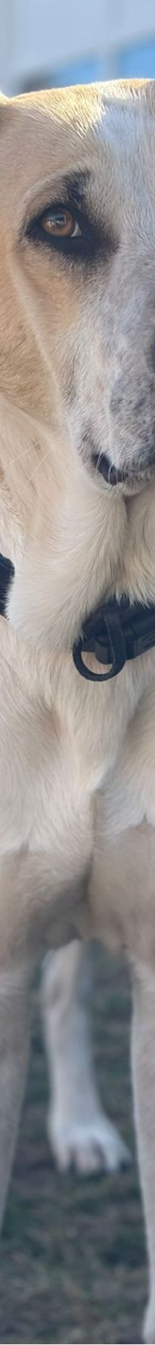 Oscar – Herdi-Mix, Männchen, 5 Jahre 6 Monate, 63110 Rodgau – Foto 5