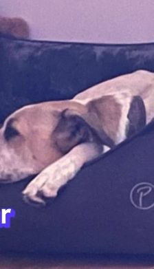 Oscar – Herdi-Mix, Männchen, 5 Jahre 6 Monate, 63110 Rodgau – Foto 6