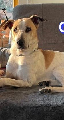 Oscar – Herdi-Mix, Männchen, 5 Jahre 6 Monate, 63110 Rodgau – Foto 7