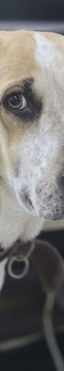 Oscar – Herdi-Mix, Männchen, 5 Jahre 6 Monate, 63110 Rodgau – Foto 9