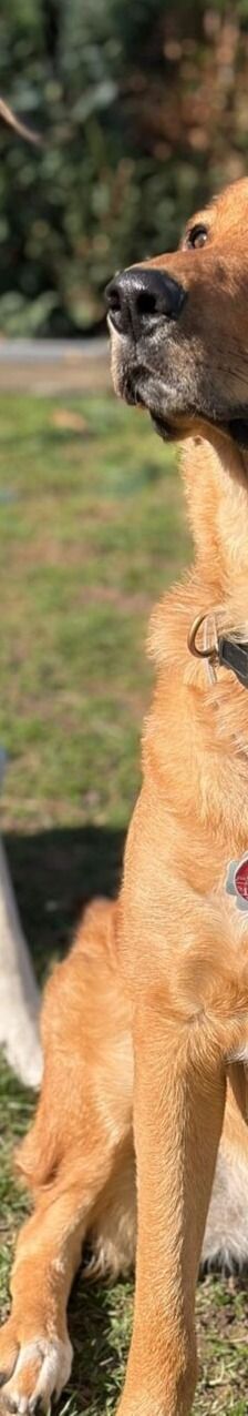 Oscar – Herdi-Mix, Männchen, 5 Jahre 6 Monate, 63110 Rodgau – Foto 11
