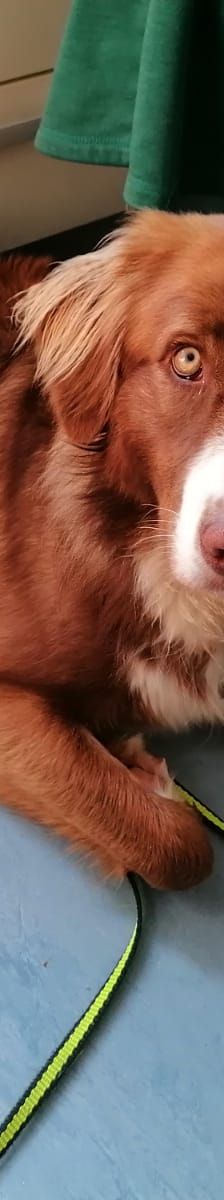 Aramis – Australian Shepard Mix, Männchen, 4 Jahre 4 Monate, 88239 Amtzell – Foto 3