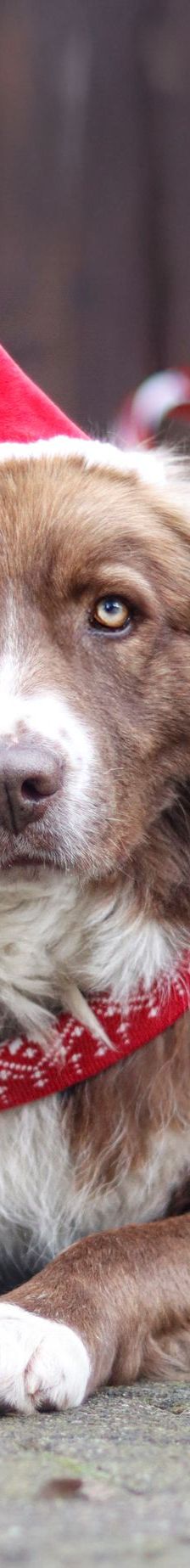 Aramis – Australian Shepard Mix, Männchen, 4 Jahre 4 Monate, 88239 Amtzell – Foto 4