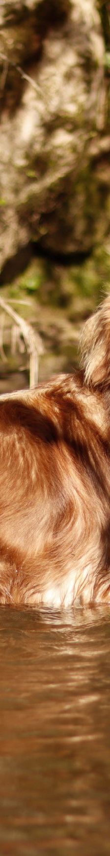 Aramis – Australian Shepard Mix, Männchen, 4 Jahre 4 Monate, 88239 Amtzell – Foto 8