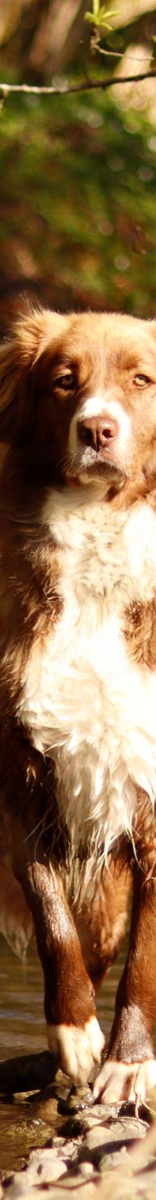 Aramis – Australian Shepard Mix, Männchen, 4 Jahre 4 Monate, 88239 Amtzell – Foto 9