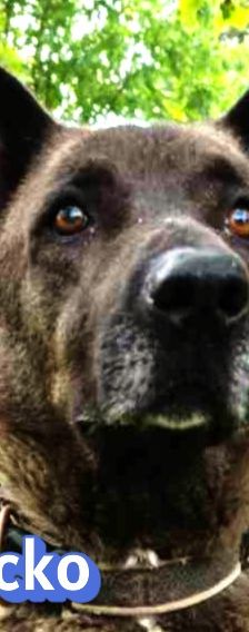 Chocko – Schäferhund-Mix, Unbekannt, 4 Jahre 4 Monate, Griechenland – Foto 1